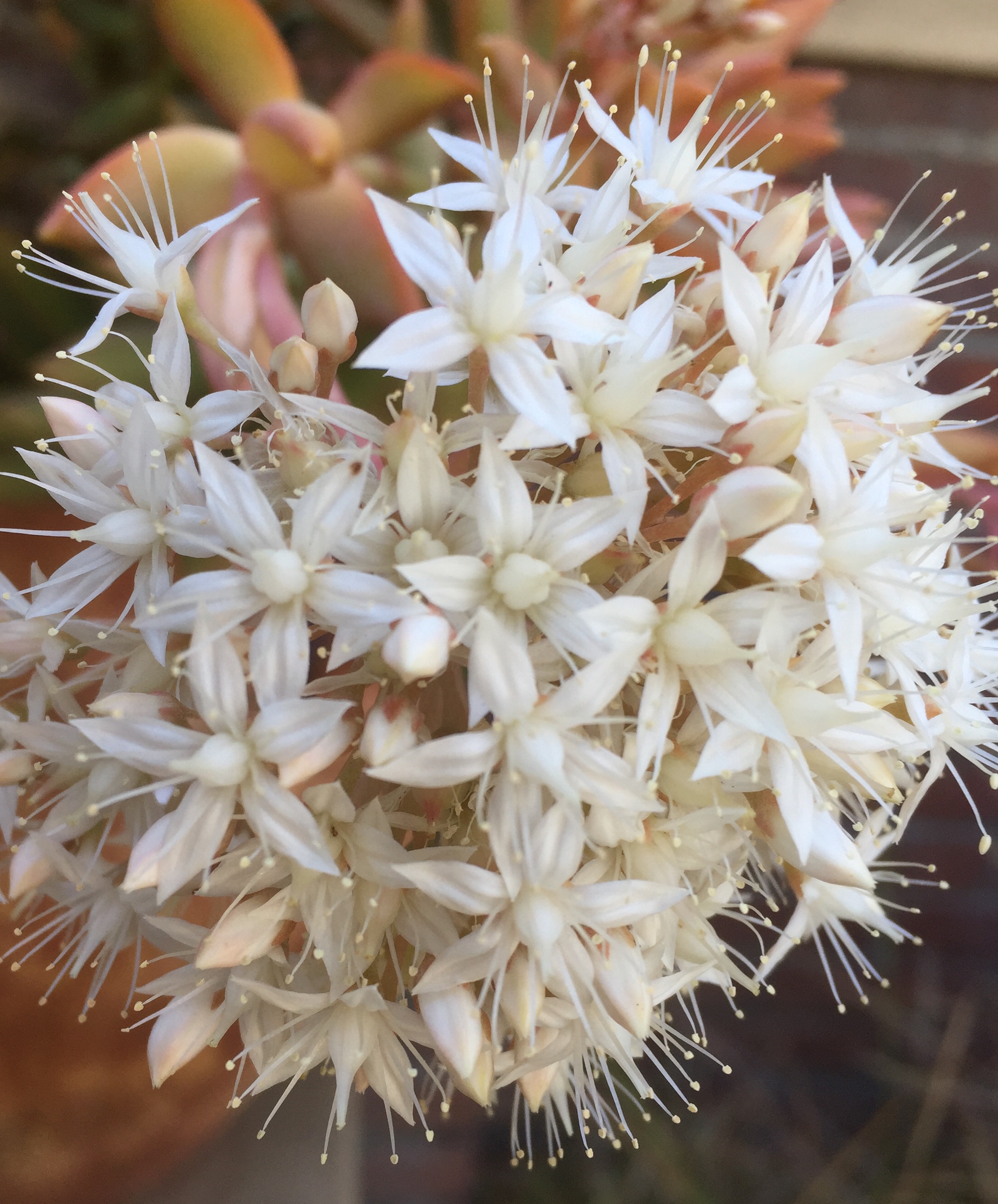 white flower poof - succulent - front yard 2018-2